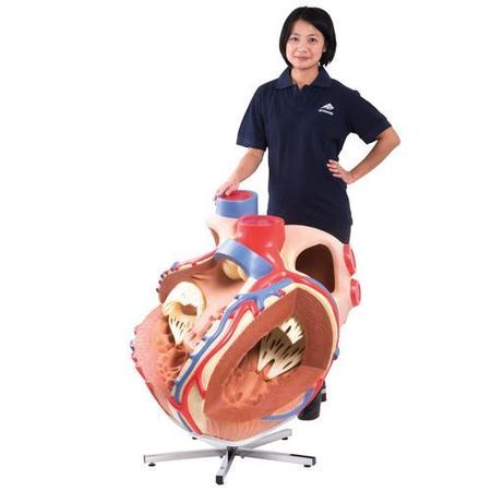 3B Scientific Giant Heart, 8 times life-size - w/ 3B Smart Anatomy 1001244